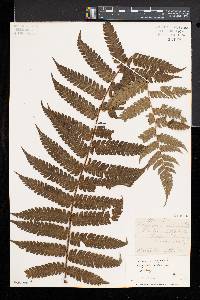 Cyathea aspera image