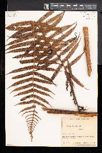 Cyathea microdonta image