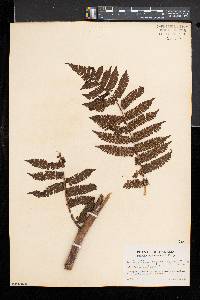 Cyathea suprastrigosa image