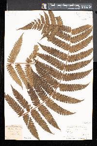 Cyathea pubescens image