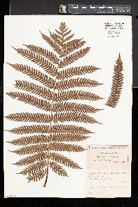 Cyathea nigricans image