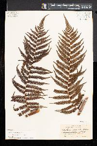 Cyathea furfuracea image