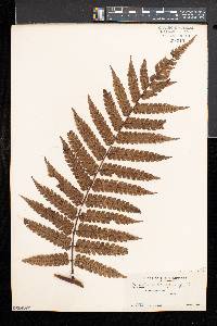 Cyathea integra image