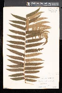 Cyathea integra image