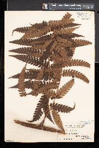 Cyathea integra image