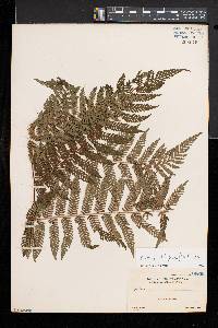 Cyathea fuliginosa image