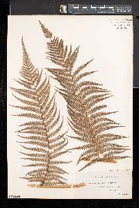 Dicksonia antarctica image