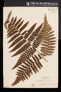 Cyathea surinamensis image