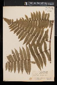 Cyathea surinamensis image