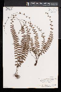 Adiantum caudatum image