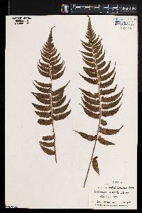 Asplenium unilaterale image