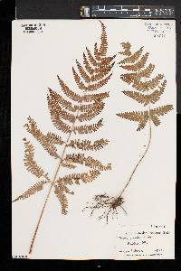 Pteris grevilleana image