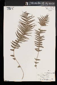 Pteris longifolia image