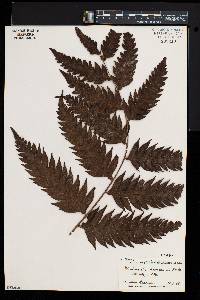 Woodwardia radicans image