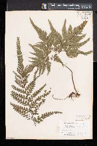 Adiantum formosum image