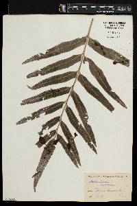 Asplenium enatum image