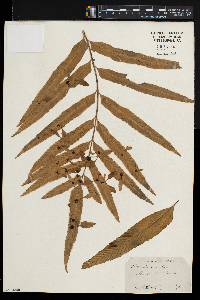 Asplenium enatum image