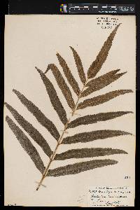 Asplenium enatum image