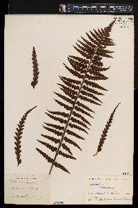 Asplenium horridum image