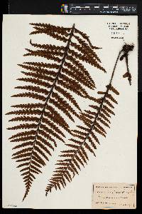 Asplenium horridum image