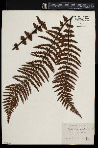 Asplenium horridum image