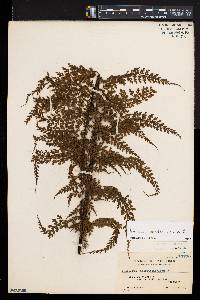 Asplenium cuneatum image