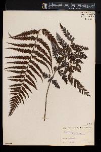 Asplenium lobulatum image