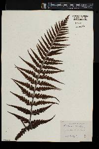 Asplenium lobulatum image