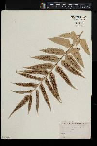 Asplenium obtusatum image