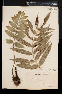 Asplenium obtusatum image