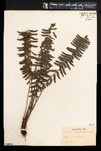 Asplenium lunulatum image