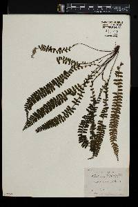 Asplenium lunulatum image
