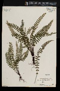 Asplenium lunulatum image
