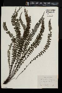 Asplenium lunulatum image