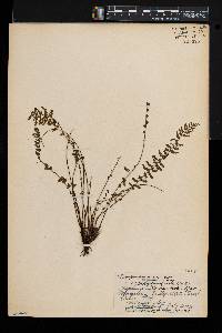 Asplenium macraei image