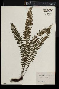 Asplenium lunulatum image