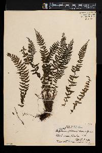Asplenium macraei image