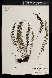 Asplenium macraei image