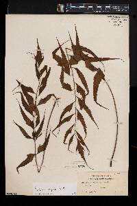 Asplenium polyodon image