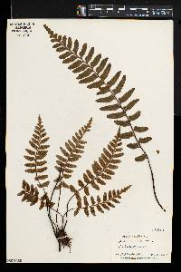 Asplenium sulcatum image