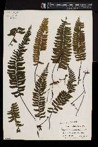 Asplenium monanthes image