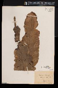 Asplenium nidus image