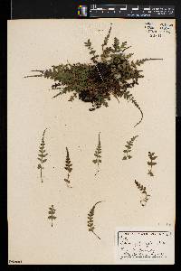 Asplenium pinnatifidum image