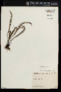 Asplenium resiliens image