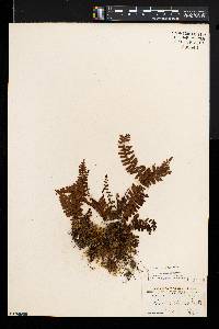 Asplenium resiliens image