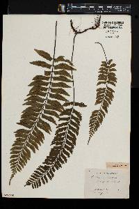 Asplenium unilaterale image