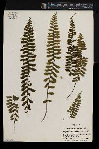 Asplenium unilaterale image