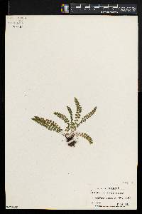 Asplenium trichomanes-ramosum image