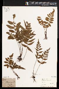 Asplenium virens image