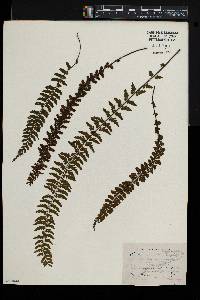 Asplenium macraei image